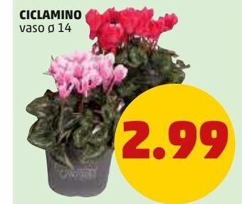 PENNY Ciclamino offerta