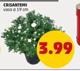 PENNY Crisantemi offerta