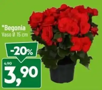 Begonia Vaso Ø 15 cm