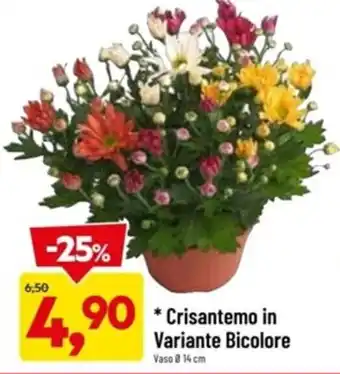 Crisantemo in Variante Bicolore Vaso Ø 14 cm