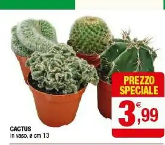 Cactus In Vaso