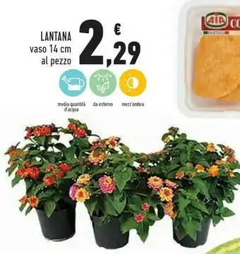 Conad Lantana Vaso 14 Cm offerta