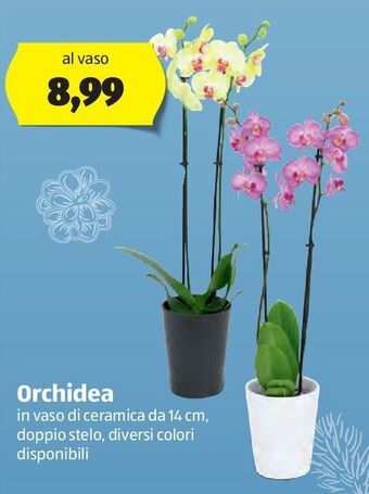 ALDI Orchidea offerta