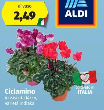 ALDI Ciclamino offerta