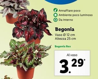 Lidl Begonia offerta