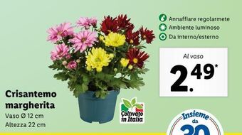 Lidl Crisantemo margherita offerta