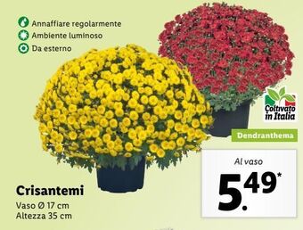 Lidl Crisantemi offerta