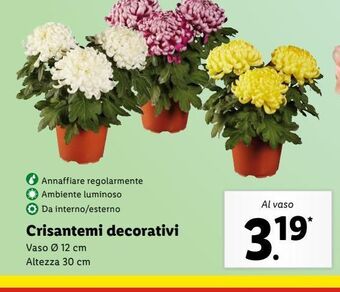 Lidl Crisantemi decorativi offerta