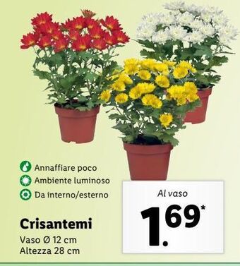 Lidl Crisantemi offerta