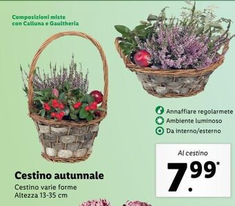 Lidl Cestino autunnale offerta