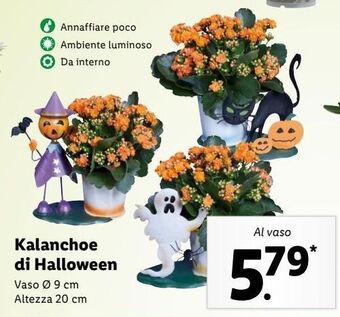 Lidl Kalanchoe di halloween offerta
