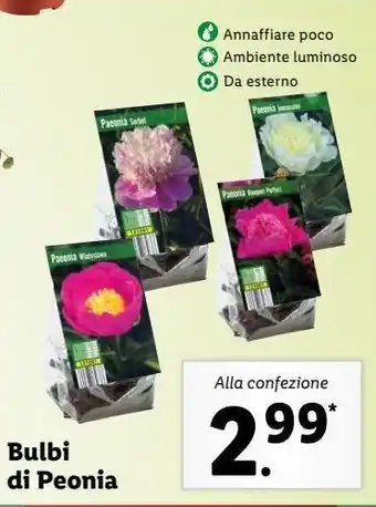Lidl Bulbi di peonia offerta