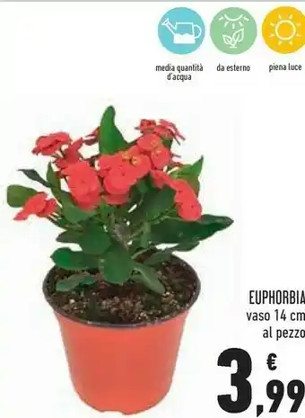 Conad Superstore Conad Euphorbia offerta