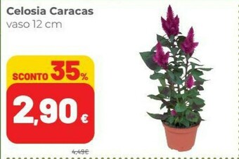 Coop Piante offerta