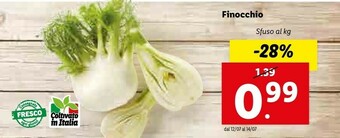 Lidl Finocchio offerta