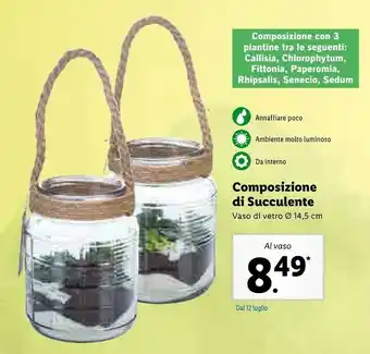Lidl Composizione Di Succulente Vaso offerta