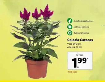 Lidl Celosia Caracas Vaso offerta