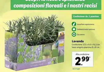 Lavanda Vaso