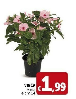 Deco Supermercati Vinca Vaso offerta