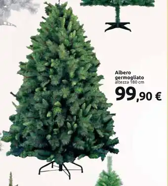 Albero germogliato 180 cm
