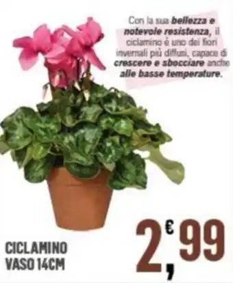 Eurospar Ciclamino Vaso 14cm offerta