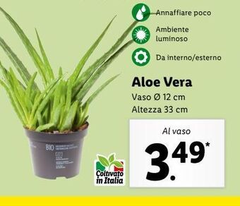 Lidl Aloe vera offerta