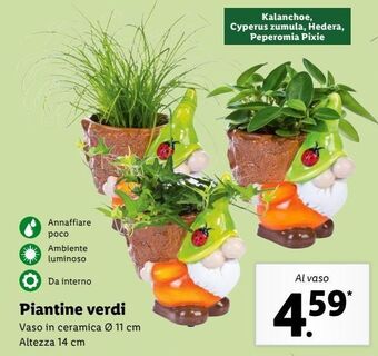 Lidl Piantine verdi offerta
