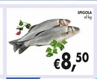 Spigola