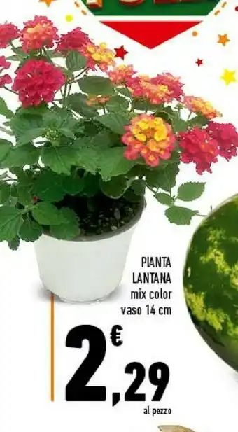 Conad Superstore Coad Pianta Lantana Mix Color offerta