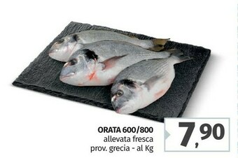 Pam Orata offerta