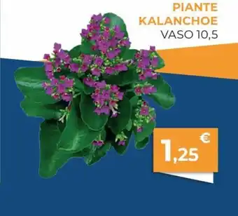 Piante Kalanchoe Vaso 1-.5