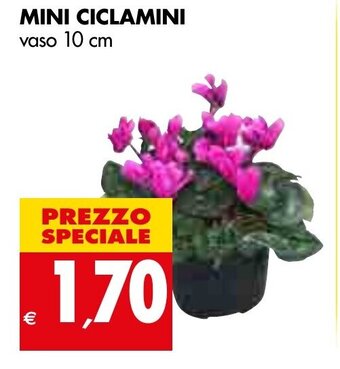 Tigros Mini Ciclamini Vaso 10 cm offerta