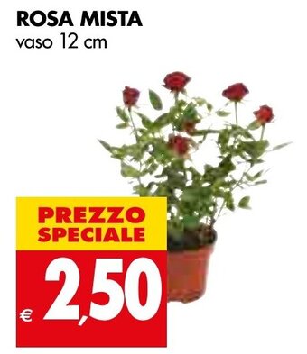 Tigros Rosa Mista Vaso 12 cm offerta