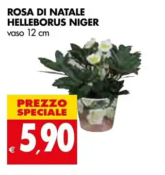 Tigros Rosa di Natale Helleborus Niger Vaso 12 cm offerta