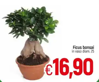 Ficus bonsai