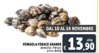 Vongola Verace Grande allevato fresco prov. italia