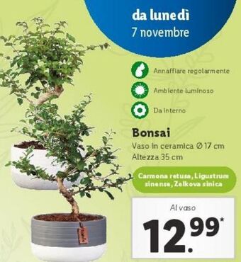 Lidl Bonsai offerta