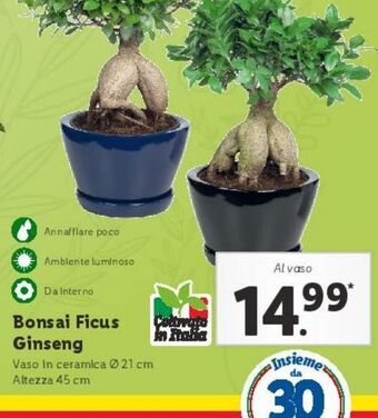 Bonsai ficus ginseng