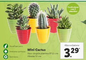 Lidl Mini cactus offerta