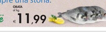 Bennet Orata offerta