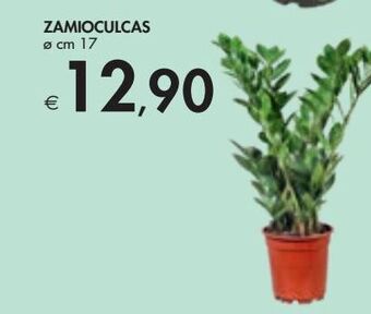Bennet Zamioculcas offerta