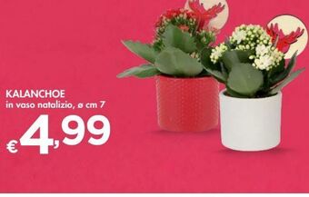 Bennet Kalanchoe offerta