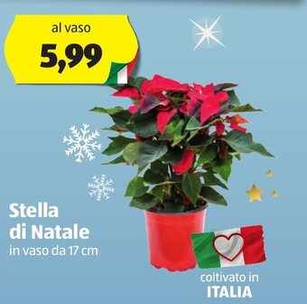 ALDI Stella di Natale in vaso da 17 cm offerta