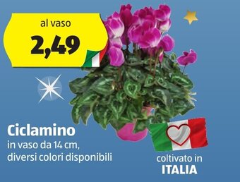 Ciclamino in vaso da 14 cm