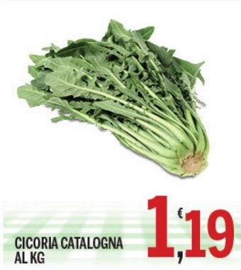 Cicoria Catalogna al kg
