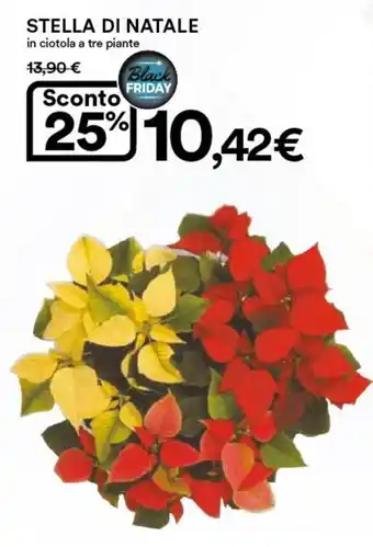 Ipercoop Stella di Natale in ciotola a tre piante offerta