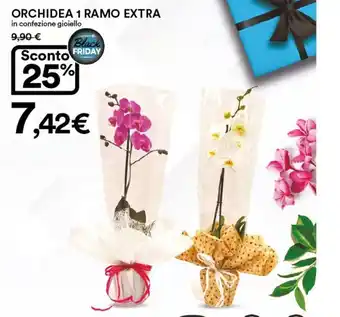 Ipercoop Orchidea 1 Ramo Extra in confezione gioiello offerta