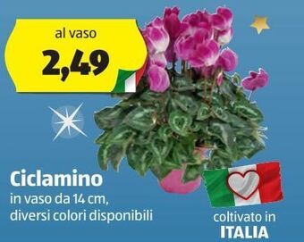 ALDI Ciclamino offerta