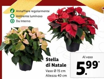 Lidl Stella di natale offerta