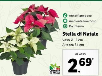 Lidl Stella di natale offerta